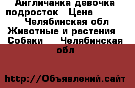 Англичанка девочка подросток › Цена ­ 20 000 - Челябинская обл. Животные и растения » Собаки   . Челябинская обл.